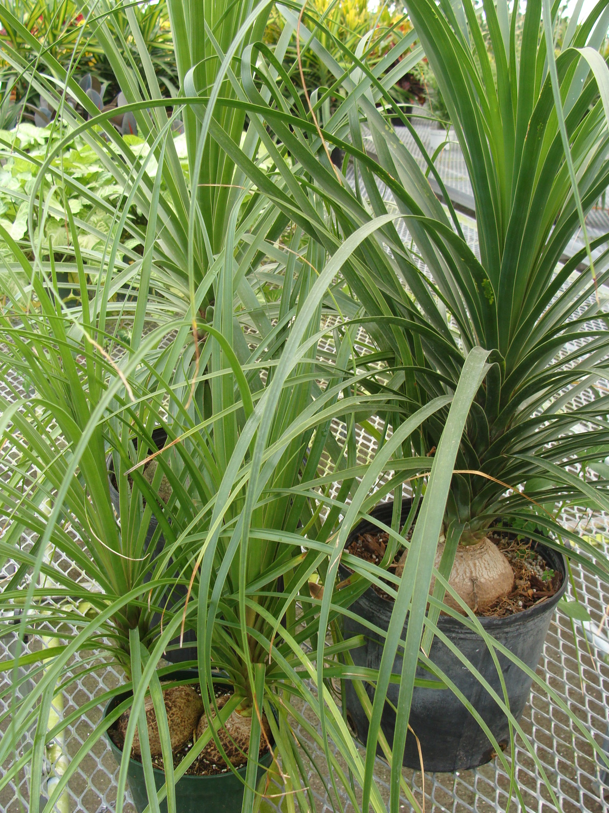 Palm Ponytail Plant